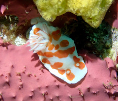 Goniobranchus tasmaniensis