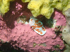 Goniobranchus tasmaniensis