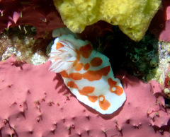 Goniobranchus tasmaniensis