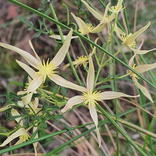 Image of Clematis leptophylla by no rights reserved