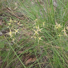 Clematis leptophylla