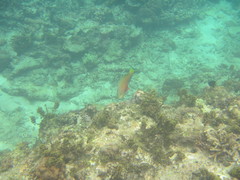 Chlorurus strongylocephalus