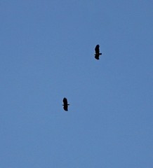 Haliaeetus albicilla