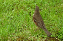 Turdus iliacus coburni