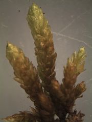 Lembophyllum divulsum