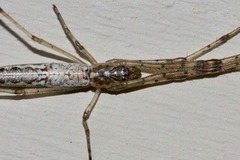 Tetragnatha demissa