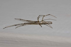 Tetragnatha demissa