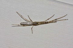 Tetragnatha demissa