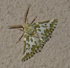 Drepanogynis bifasciata