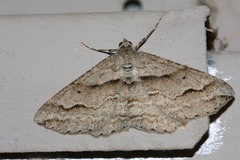 Syneora fractata