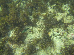 Thalassoma hebraicum