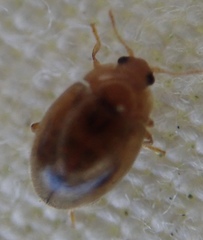 Rhyzobius litura