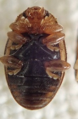 Rhyzobius litura