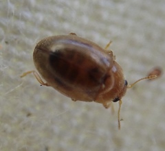 Rhyzobius litura