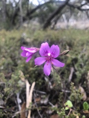 Pelargonium rodneyanum