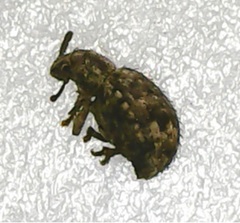 Myosides seriehispidus