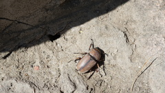 Prosopocoilus astacoides