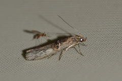 Nephopterix angustella