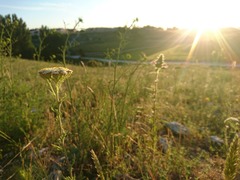 Achillea odorata