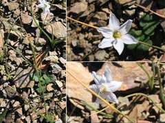 Ixia capillaris