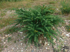 Adenocarpus hispanicus