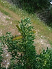 Adenocarpus hispanicus