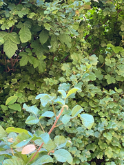 Toxicodendron diversilobum