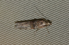 Nephopterix angustella