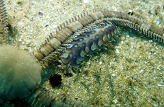 Lepidonotus melanogrammus