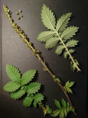 Agrimonia procera