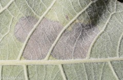 Paraleucoptera albella