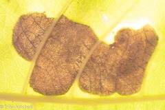 Paraleucoptera albella