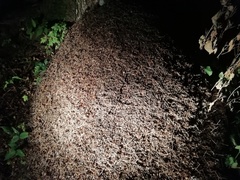 Formica paralugubris