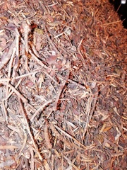 Formica paralugubris