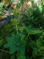 Alchemilla coriacea