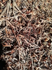 Formica paralugubris