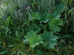 Alchemilla coriacea
