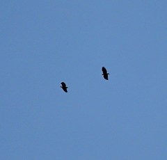 Haliaeetus albicilla