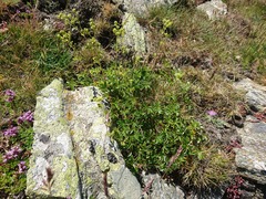 Alchemilla saxatilis