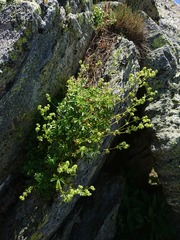 Alchemilla saxatilis