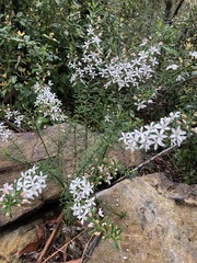 Philotheca hispidula