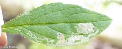 Liriomyza limopsis