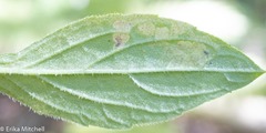 Liriomyza limopsis