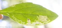 Liriomyza limopsis