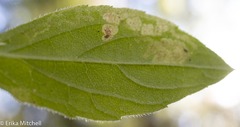Liriomyza limopsis