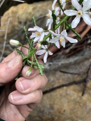 Philotheca hispidula