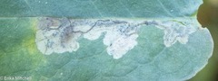 Fomoria hypericella
