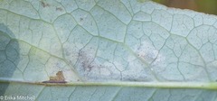 Fomoria hypericella