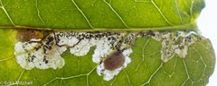 Fomoria hypericella