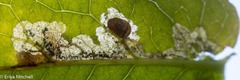 Fomoria hypericella